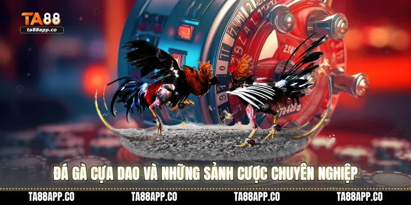Đá gà cựa dao và những sảnh cược chuyên nghiệp