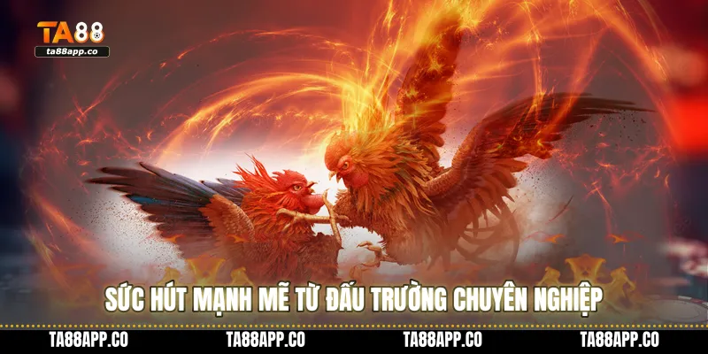 Sức hút mạnh mẽ từ đấu trường chuyên nghiệp