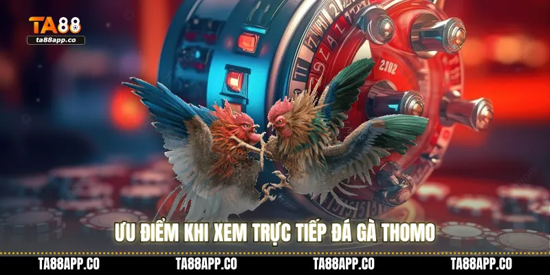 Ưu điểm khi xem trực tiếp đá gà thomo